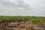 A VENDRE Field / ground Nsele Kinshasa  picture 3