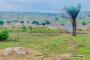 A VENDRE Field / ground Nsele Kinshasa  picture 6