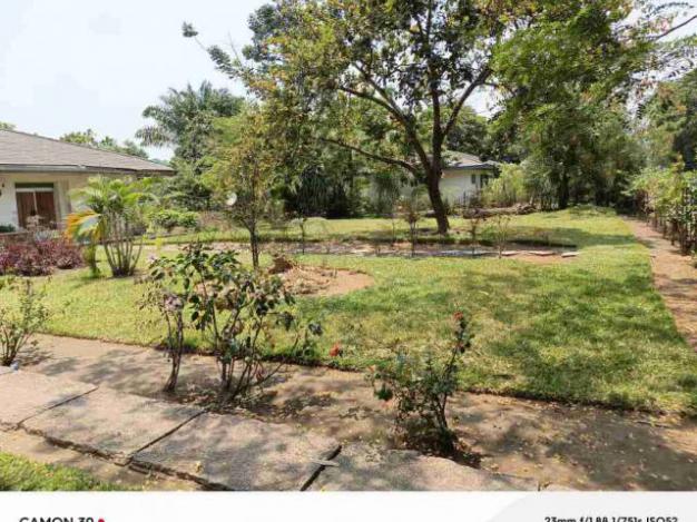 Ground - Neighborhood mimosas